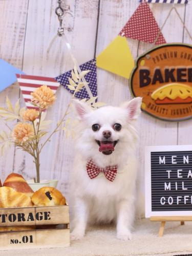 20240903シロくん